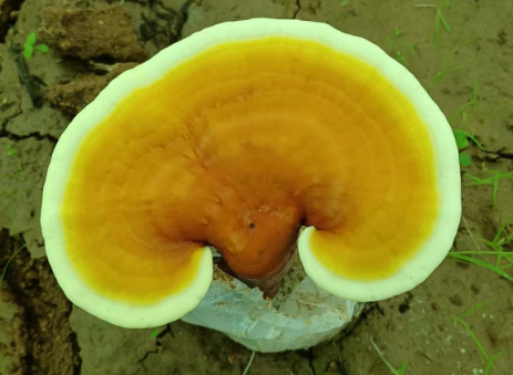 什么牌子的灵芝孢子粉好?90%的人会选择这款-第1张图片-灵芝大师 什么牌子的灵芝孢子粉好?90%的人会选择这款-第1张图片-灵芝大师