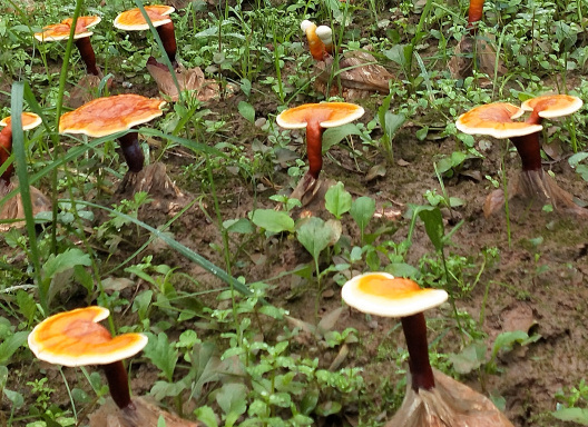哪些人不适合吃灵芝孢子粉?这些人可要小心了!-第1张图片-灵芝大师 哪些人不适合吃灵芝孢子粉?这些人可要小心了!-第1张图片-灵芝大师