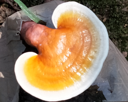 灵芝孢子粉的作用与功效，居然还有不知道的？