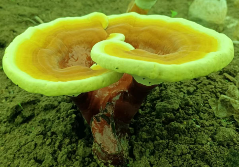灵芝孢子粉可以空腹吃吗?这样吃绝对没错!-第1张图片-灵芝大师 灵芝孢子粉可以空腹吃吗?这样吃绝对没错!-第1张图片-灵芝大师