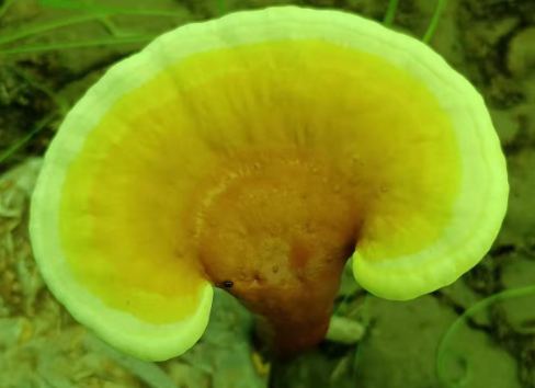 高血压可以吃灵芝孢子粉吗？不要再乱吃降血压药了！