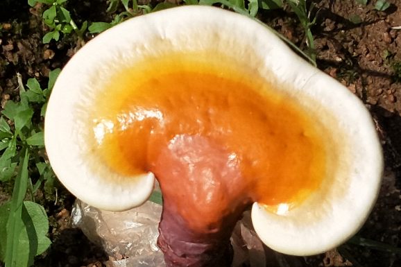 灵芝孢子粉对癌症有效果吗？不会这个都还不知道吧？