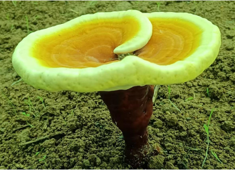 灵芝孢子粉睡前吃好吗？千万不能乱吃了