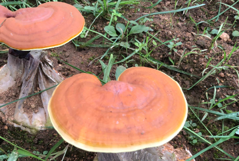 灵芝孢子粉对肝有作用吗？原来它这么好