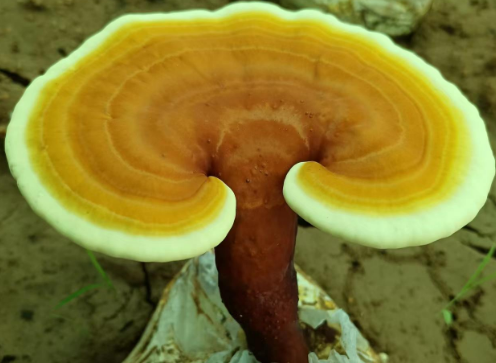 吃灵芝孢子粉排毒反应是什么?看到这些你怕了吗?-第1张图片-灵芝大师 吃灵芝孢子粉排毒反应是什么?看到这些你怕了吗?-第1张图片-灵芝大师