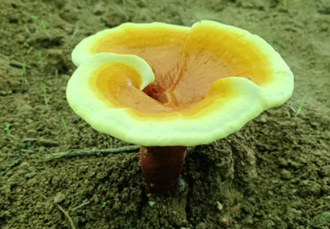 灵芝孢子粉有什么功效和作用？开启健康新生活！