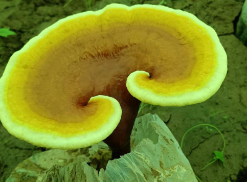 灵芝孢子粉用法,什么时候吃效果最好?-第1张图片-灵芝大师 灵芝孢子粉用法,什么时候吃效果最好?-第1张图片-灵芝大师