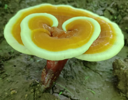 灵芝孢子粉的作用及功效,你真的知道吗？