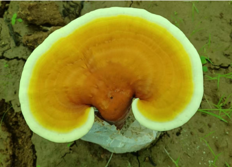哪个牌子的破壁灵芝孢子粉好？90%以上的人都买错了-第1张图片-灵芝大师