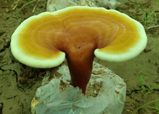 灵芝孢子粉哪里产的好呢?快看有你熟悉的地方吗?-第1张图片-灵芝大师 灵芝孢子粉哪里产的好呢?快看有你熟悉的地方吗?-第1张图片-灵芝大师
