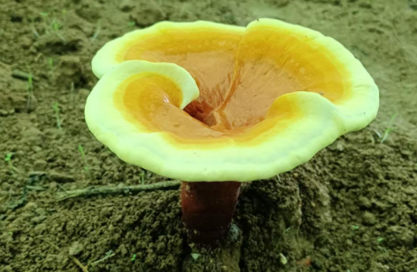 灵芝孢子粉的产地有哪些?这个地方的居然最好!-第1张图片-灵芝大师 灵芝孢子粉的产地有哪些?这个地方的居然最好!-第1张图片-灵芝大师