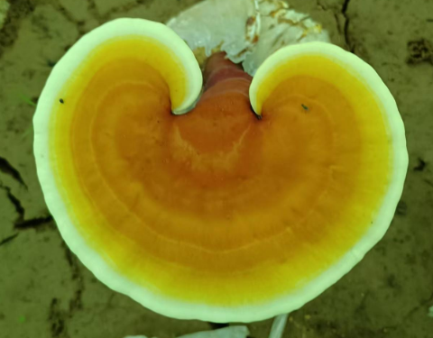 灵芝孢子粉伤胃吗?你不会还不知道吧