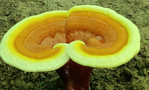感冒能吃灵芝孢子粉吗?还有这么多条条框框!-第1张图片-灵芝大师 感冒能吃灵芝孢子粉吗?还有这么多条条框框!-第1张图片-灵芝大师