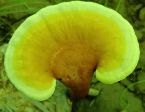 灵芝孢子粉饭前吃还是饭后吃?别再吃错了!-第1张图片-灵芝大师 灵芝孢子粉饭前吃还是饭后吃?别再吃错了!-第1张图片-灵芝大师