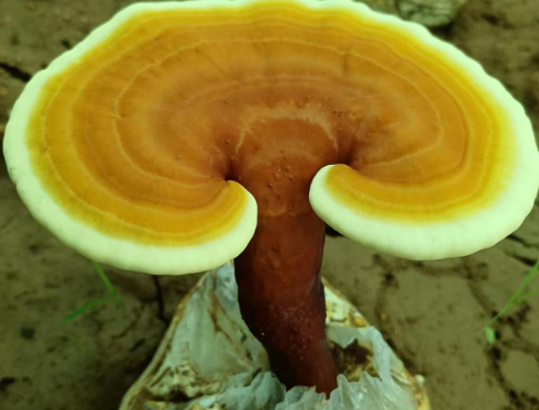 吃灵芝孢子粉的好处有哪些？不会还不知道吧？