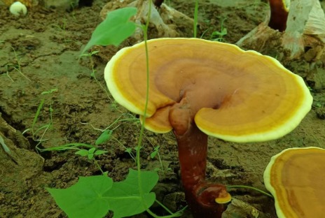 胃不好能喝灵芝孢子粉吗？肠胃不好的必看！