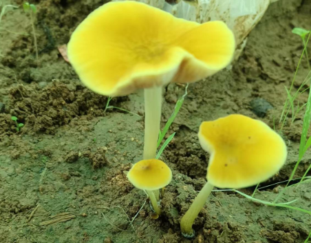 手术后可以吃灵芝孢子粉吗?可别乱吃了!-第1张图片-灵芝大师 手术后可以吃灵芝孢子粉吗?可别乱吃了!-第1张图片-灵芝大师