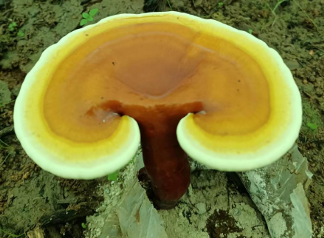 灵芝孢子粉能长期吃吗?还不赶快入手!-第1张图片-灵芝大师 灵芝孢子粉能长期吃吗?还不赶快入手!-第1张图片-灵芝大师