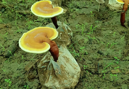 灵芝孢子粉能长时间喝吗?快来了解吧-第1张图片-灵芝大师 灵芝孢子粉能长时间喝吗?快来了解吧-第1张图片-灵芝大师