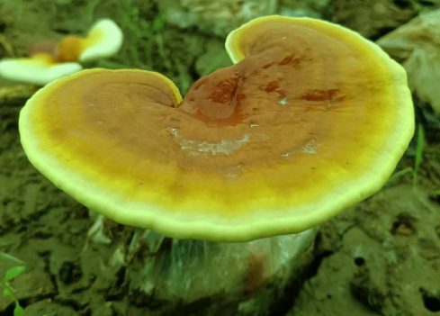 灵芝孢子粉怎么吃?你吃对了吗?-第1张图片-灵芝大师 灵芝孢子粉怎么吃?你吃对了吗?-第1张图片-灵芝大师