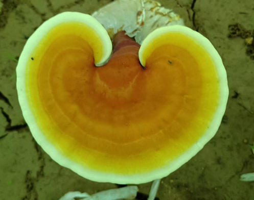 灵芝孢子粉能空腹喝吗?快来看看你喝对了吗-第1张图片-灵芝大师 灵芝孢子粉能空腹喝吗?快来看看你喝对了吗-第1张图片-灵芝大师