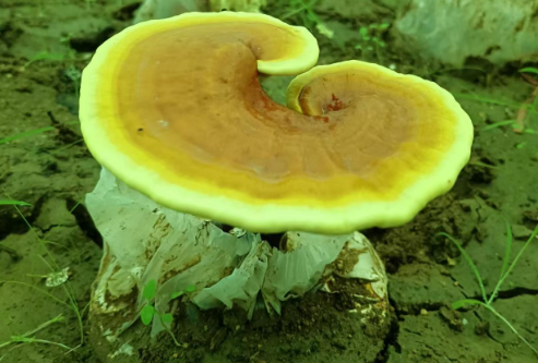 灵芝孢子粉影响月经吗？女性千万要看这篇文章！-第1张图片-灵芝大师
