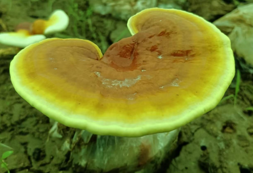 月经期间可以吃灵芝孢子粉吗?真是不看不知道!-第1张图片-灵芝大师 月经期间可以吃灵芝孢子粉吗?真是不看不知道!-第1张图片-灵芝大师