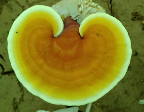 灵芝孢子粉伤胃吗？吃对才对胃好