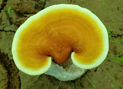 灵芝孢子粉如何食用?你还不知道吗?-第1张图片-灵芝大师 灵芝孢子粉如何食用?你还不知道吗?-第1张图片-灵芝大师