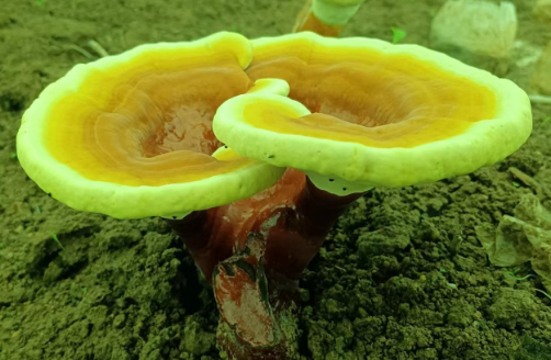 感冒期间能吃灵芝孢子粉吗？就你傻傻不知道了！