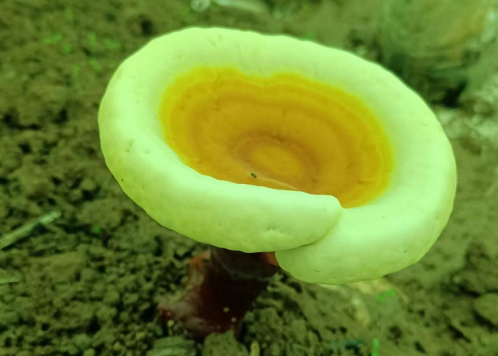 灵芝孢子粉的功效作用及禁忌，培养健康生活意识！