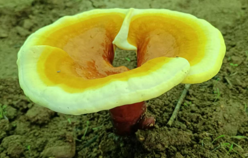 灵芝孢子粉有什么用处？别错过健康！