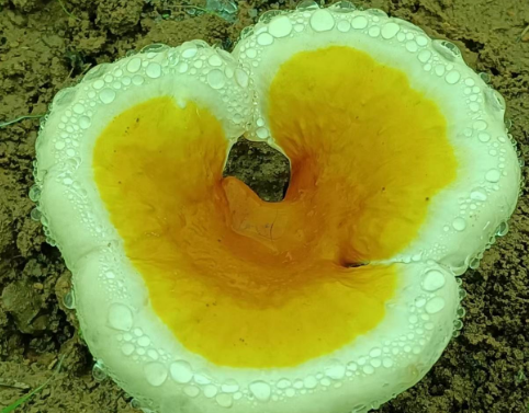 月经期间可以吃灵芝孢子粉吗?女性必看!-第1张图片-灵芝大师 月经期间可以吃灵芝孢子粉吗?女性必看!-第1张图片-灵芝大师
