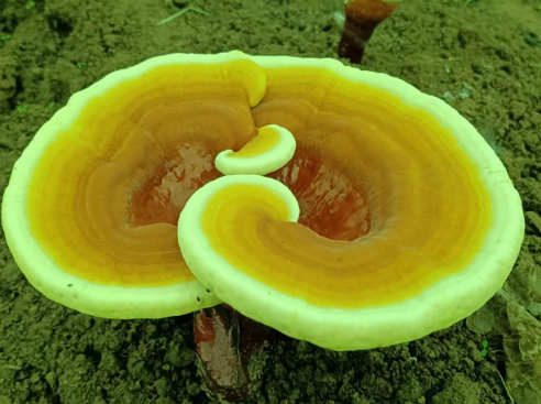 灵芝孢子粉用开水冲还是温水冲?你真的了解吗?-第1张图片-灵芝大师 灵芝孢子粉用开水冲还是温水冲?你真的了解吗?-第1张图片-灵芝大师