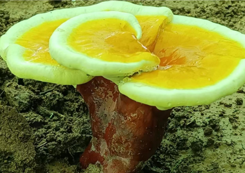 灵芝孢子粉儿童能吃吗?宝妈必看!-第1张图片-灵芝大师 灵芝孢子粉儿童能吃吗?宝妈必看!-第1张图片-灵芝大师