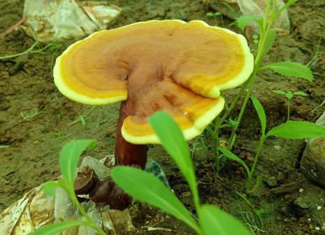 灵芝孢子粉的适应人群?你能吃它吗?-第1张图片-灵芝大师 灵芝孢子粉的适应人群?你能吃它吗?-第1张图片-灵芝大师