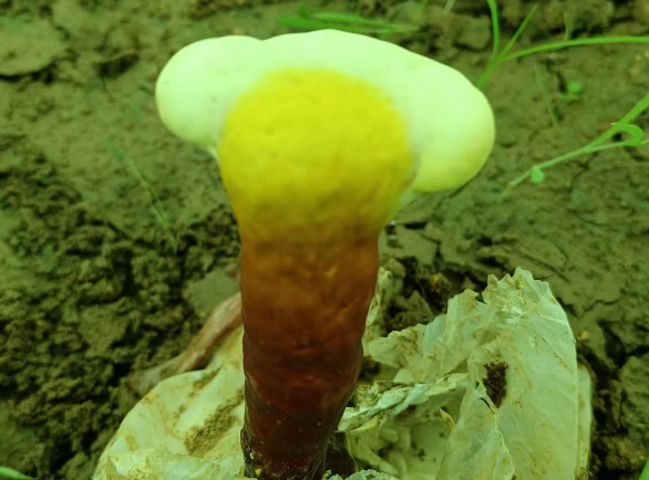 灵芝孢子粉降血糖吗？简直是高血糖患者的福音！