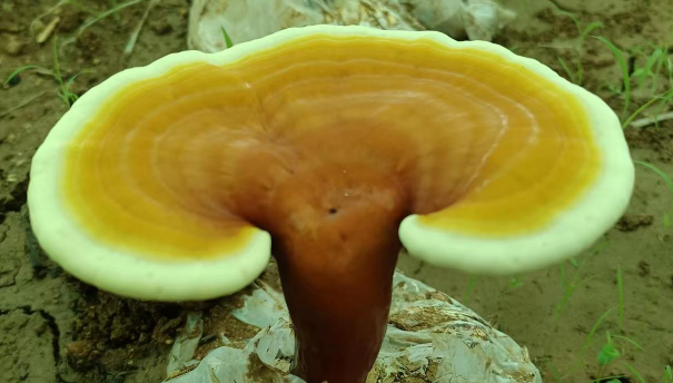 什么人不能吃灵芝孢子粉？这些人可得注意！-第1张图片-灵芝大师