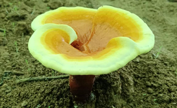 灵芝孢子粉能改善睡眠吗？你不会还不知道？