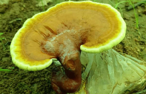 灵芝孢子粉对肝有好的作用吗?别就你自己不知道-第1张图片-灵芝大师 灵芝孢子粉对肝有好的作用吗?别就你自己不知道-第1张图片-灵芝大师