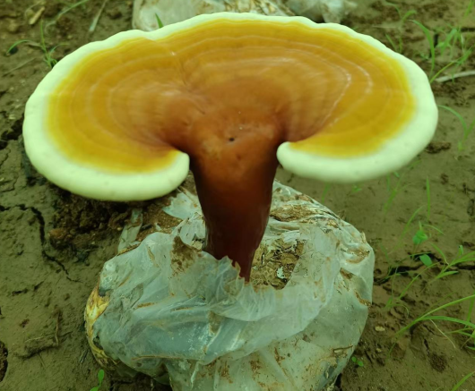 灵芝孢子粉哪里产的好呢?还得是这个地方!-第1张图片-灵芝大师 灵芝孢子粉哪里产的好呢?还得是这个地方!-第1张图片-灵芝大师