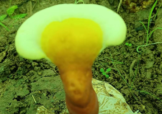 长期吃灵芝孢子粉有什么好处?别说你还不知道-第1张图片-灵芝大师 长期吃灵芝孢子粉有什么好处?别说你还不知道-第1张图片-灵芝大师