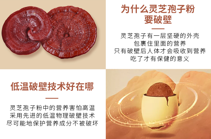 常见的灵芝孢子粉破壁方法,用什么破壁?-第1张图片-灵芝大师 常见的灵芝孢子粉破壁方法,用什么破壁?-第1张图片-灵芝大师