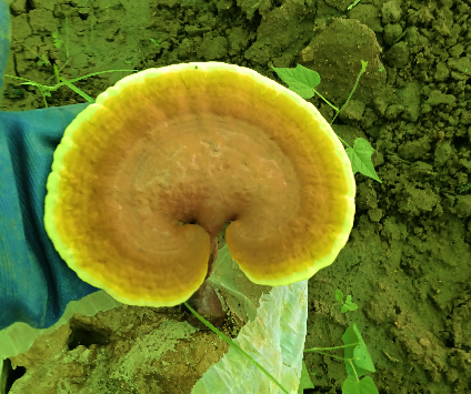 灵芝孢子粉可以长期服用吗?最精髓的永远是最后一段-第1张图片-灵芝大师 灵芝孢子粉可以长期服用吗?最精髓的永远是最后一段-第1张图片-灵芝大师
