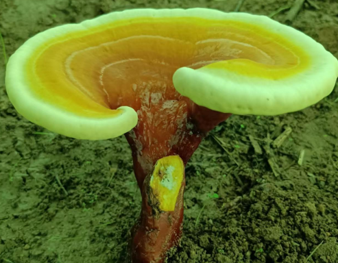 灵芝孢子粉适合什么年龄的人吃好?你真的能吃它?-第1张图片-灵芝大师 灵芝孢子粉适合什么年龄的人吃好?你真的能吃它?-第1张图片-灵芝大师