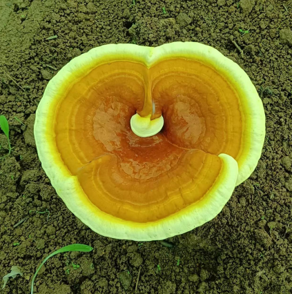 灵芝孢子粉不破壁可以吃吗？看完你还敢吃？-第1张图片-灵芝大师