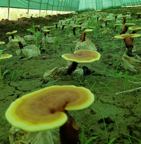 哪种品牌的灵芝孢子粉好用又健康?这款产品你听说过吗?-第1张图片-灵芝大师 哪种品牌的灵芝孢子粉好用又健康?这款产品你听说过吗?-第1张图片-灵芝大师