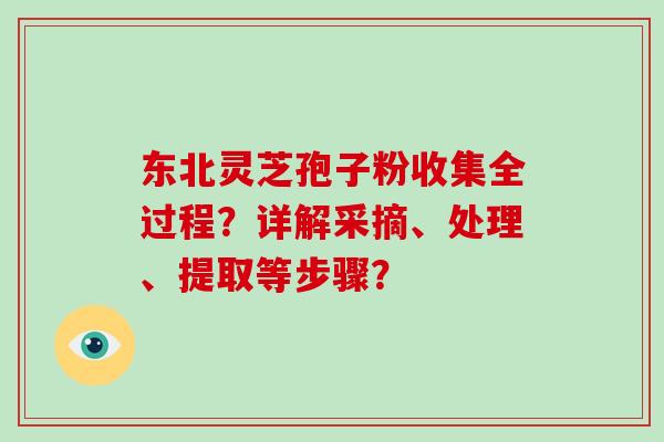 东北灵芝孢子粉收集全过程？详解采摘、处理、提取等步骤？