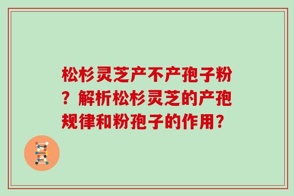 松杉灵芝产不产孢子粉？解析松杉灵芝的产孢规律和粉孢子的作用？