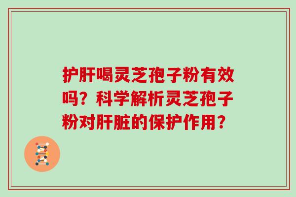 护肝喝灵芝孢子粉有效吗？科学解析灵芝孢子粉对肝脏的保护作用？